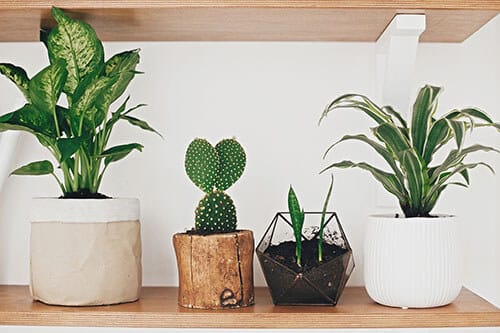 Four potted indoor plants on a wooden shelf, including cactus and leafy greens, in stylish containers against a white wall.